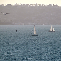 Still from Drift and Cut, of two sailboat and bird on the water.