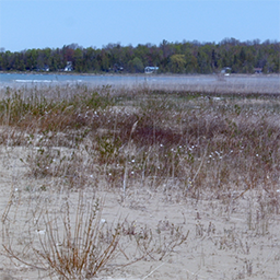 Still from Everything is Awake! consisting of a beach scene with colourful grasses.
