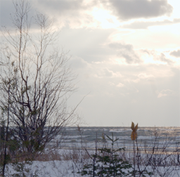 Still from Freezing, consisting of a snowy beach scene with dried plants in the foreground.