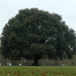 Still from Greenwich Park, of a large green tree.