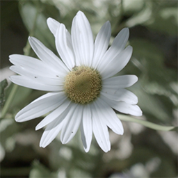 Still from How Long Will We Live?, consisting of a close-up shot of a daisy.