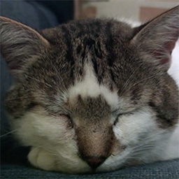 Still from Hugo, a close-up shot of a cat sleeping on a chair.