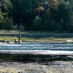 Still from Letting Go, of a man fly fishing in a river.