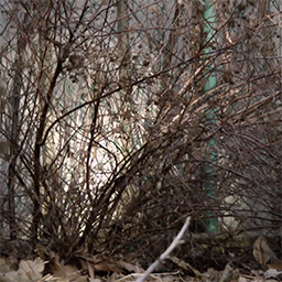Still from May Glimpses, of dry shrubbery in front of a fence.