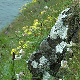 Still from Tiny Trumpets, of spring grasses, flowers, and a mossy rock.