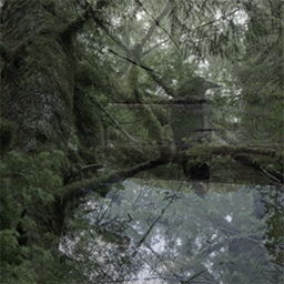 Still from Tofino, consisting of a densely layered forest view with a crow in the centre.